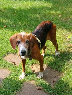 Cigo - blind und unfassbar lieb sucht das Glück