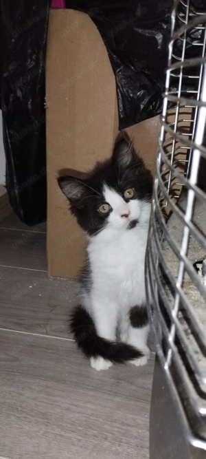 main coon mix kitten