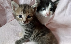 Ein getigertes MaineCoon-Mix-Kitten, geb. 1.Juli, und ein schwarz-weißer Bub wollen ein neues Heim!