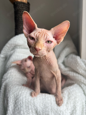 Sphynx Kitten   Kater "Andie" darf ab sofort ausziehen