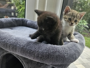 BKH Mischlings-Kitten zu verkaufen 