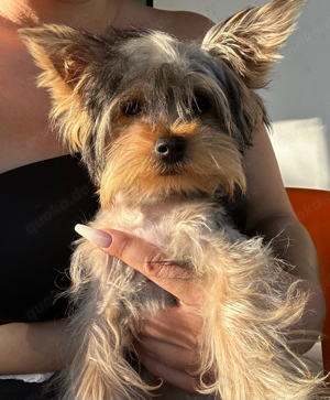 Yorkshire Terrier extra mini Welpe