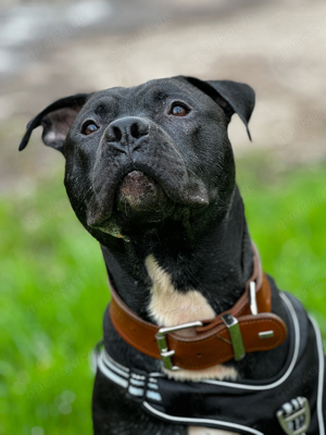 American bully sucht Liebevolles Zuhause  rüde 1.7 Jahre alt