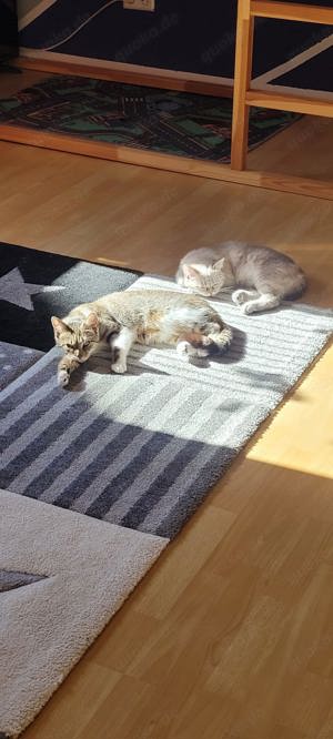 2 katzen weiblichen abzugeben