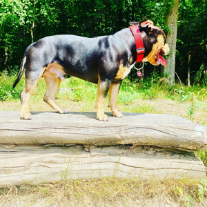 American Pocket Bully Deckrüde TriColor BlackTan 