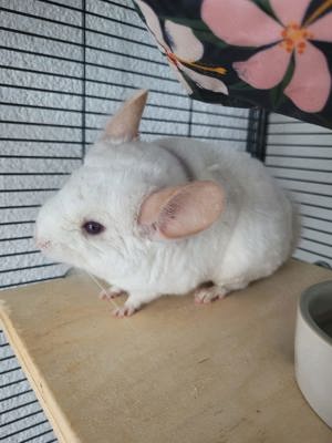 2bChinchillas mit käfig 