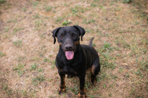 *ENRICO* Der Rüde sucht dringend ein Zuhause. Im Tierheim hat er argen Stress