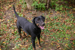 *ENRICO* Der Rüde sucht dringend ein Zuhause. Im Tierheim hat er argen Stress