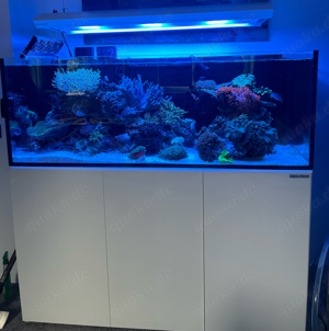 Meerwasser Aquarium Aqua Medic 575xd Günstig abzugeben 