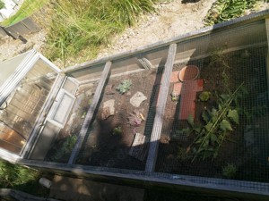 Griechische Landschildkröten Babys Bild 2