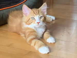 Maine Coon Kater abgabebereit