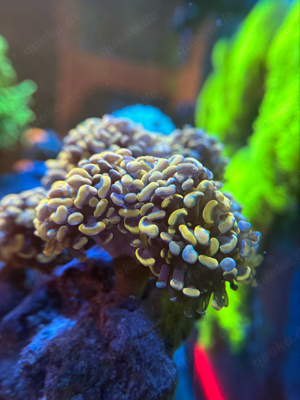 Euphyllia Golden Nugget