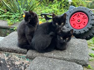 Super süße Kitten in liebevolle Hände abzugeben