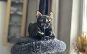 Dosenöffner für Schmusekatze Morle gesucht