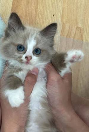 Ragdoll  seal Mink bicolor  selten Kitten