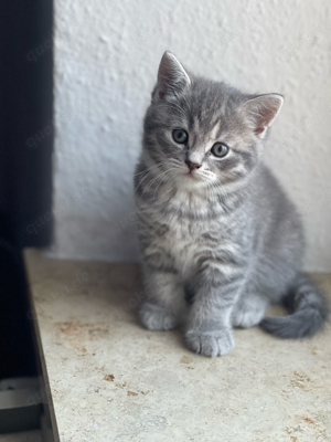 2 hübsche BKH und BLH Katzen