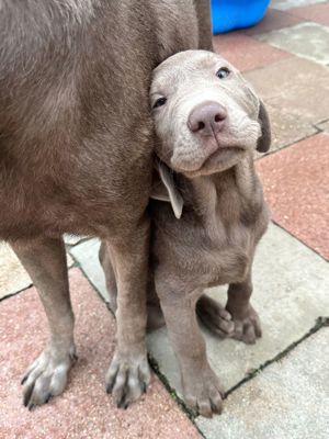 Reinrassige Labrador  welpen mit Papieren 