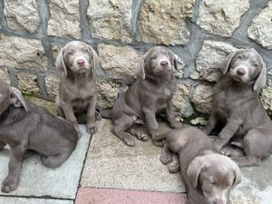 Labrador Welpen in der der farbe Charcoal und grau