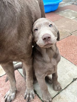 Labrador Welpen mit Papieren 