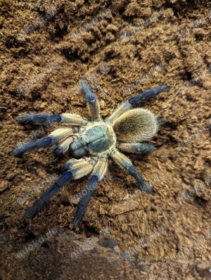 Vogelspinne Monocentropus balfouri 2cm KL