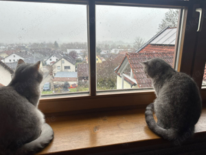 2 Katzen abzugen bis Januar 2025