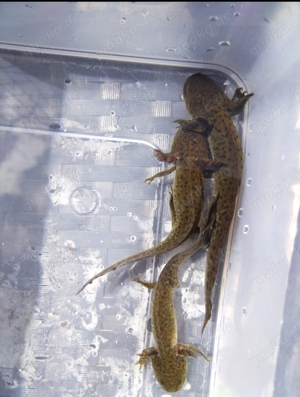 15 cm axolotl 3 wildlinge 