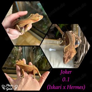 0.1 "Joker" Crested Gecko   Kronengecko