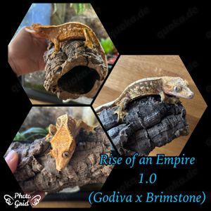 1.0 "Rise of an Empire" Crested Gecko   Kronengecko