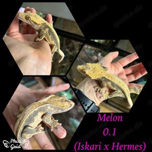 0.1 "Melon" Crested Gecko   Kronengecko