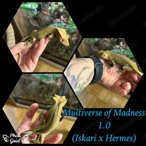 1.0 "Multiverse of Madness" Crested Gecko   Kronengecko