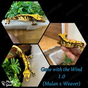 1.0 "Gone with the Wind" Crested Gecko   Kronengecko