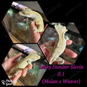 0.1 "Lucky Number Slevin" Crested Gecko   Kronengecko