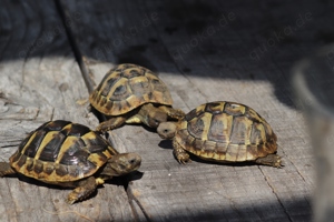 Griechische Landschildkröten zu verkaufen