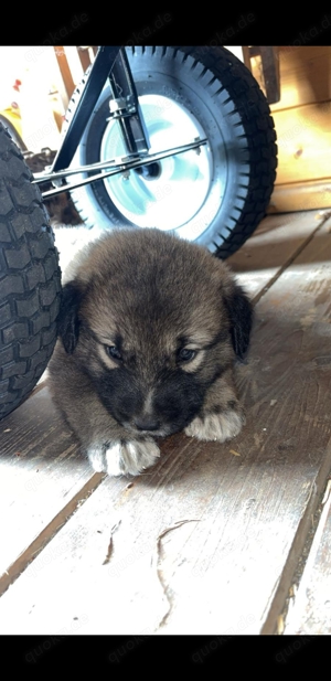 Herdenschutz Hund Welpen 