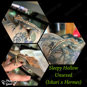 0.0.1 "Sleepy Hollow" Crested Gecko   Kronengecko