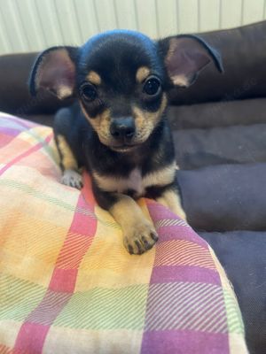 Rehpinscher Chihuahua Mix Welpen zu verkaufen 