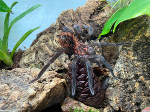 Xenesthis intermedia 1.0 semi-  subadult