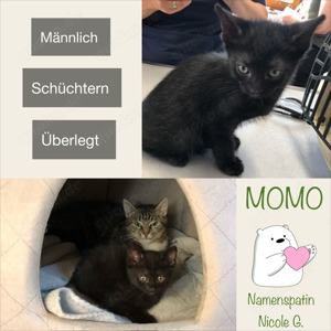 Momo ( 05.2024) sucht ein Zuhause