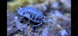 Porcellio laevis - Panda Asseln, Orange, White, Black, Mixed