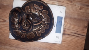 Königspython 0.1 Cinnamon het Piebald