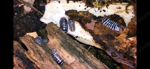 Armadillidium maculatum Zebra Rollasseln