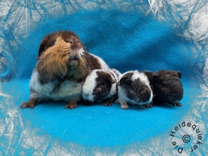 Meerschweinchen US Teddy Glatthaar Erzieherschweinchen