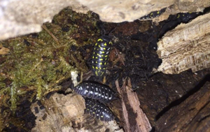 Armadillidium frontetriangulum Rollassel Corfu