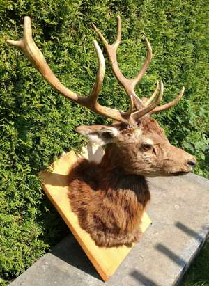 Hirsch Kopf Präparat, Hirschgeweih 13-Ender Gehörn  Rothirsch Jagd Trophäe  Bild 2
