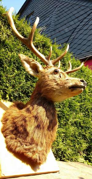 Hirsch Kopf Präparat, Hirschgeweih 13-Ender Gehörn  Rothirsch Jagd Trophäe  Bild 4