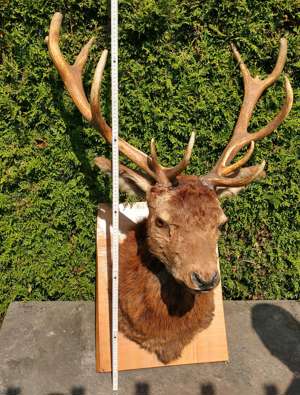 Hirsch Kopf Präparat, Hirschgeweih 13-Ender Gehörn  Rothirsch Jagd Trophäe  Bild 3