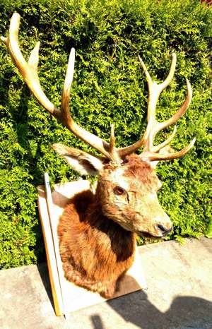 Hirsch Kopf Präparat, Hirschgeweih 13-Ender Gehörn  Rothirsch Jagd Trophäe  Bild 7
