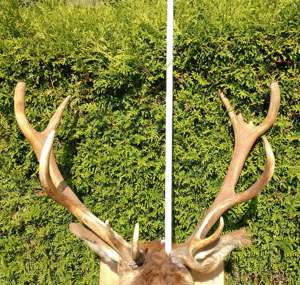 Hirsch Kopf Präparat, Hirschgeweih 13-Ender Gehörn  Rothirsch Jagd Trophäe  Bild 6