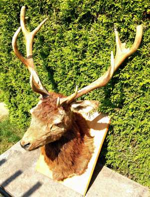 Hirsch Kopf Präparat, Hirschgeweih 13-Ender Gehörn  Rothirsch Jagd Trophäe  Bild 5