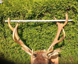 Hirsch Kopf Präparat, Hirschgeweih 13-Ender Gehörn  Rothirsch Jagd Trophäe  Bild 8